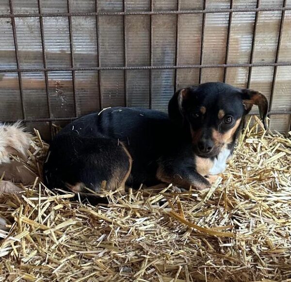 XENA (♀) – Bild 2
