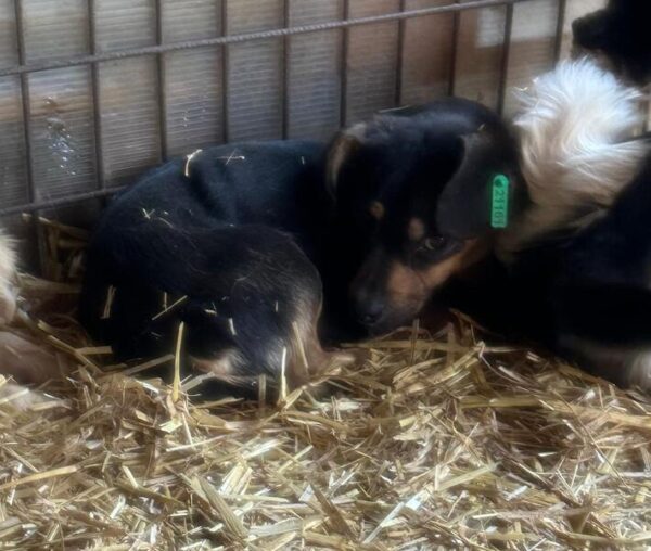 XENA (♀) – Bild 3