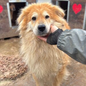 FRANZISKA (♀) reserviert (29/09 MH)