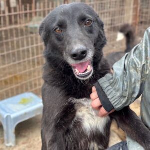ROSALINDE (♀) - reserviert TH Tuttlingen (LS 5.7)