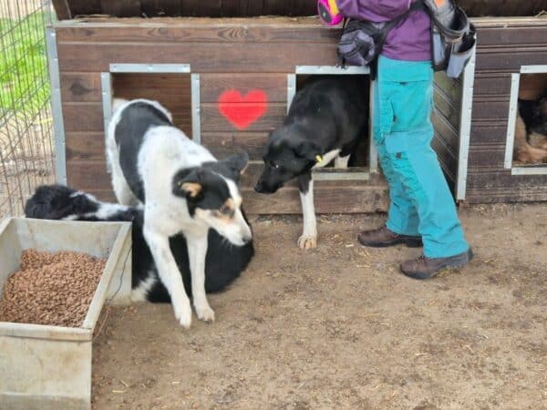 GITTA (♀) – Bild 3