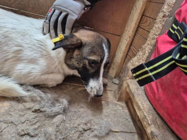 SERENA (♀) – Bild 3