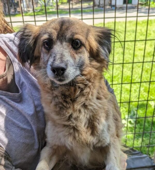 FRIEDI (♀) - reserviert Vierbeiner in Not (AL 06.06.)
