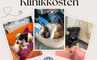 🆘 Hilferuf Tierarzt- & Klinikkosten – Bitte unterstützt uns! 🆘