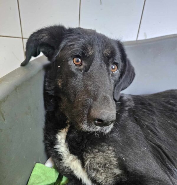ABIGAIL (♀) – Bild 6