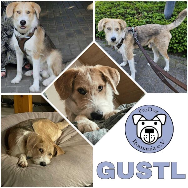 GUSTL (♂) in 54518 Rivenich