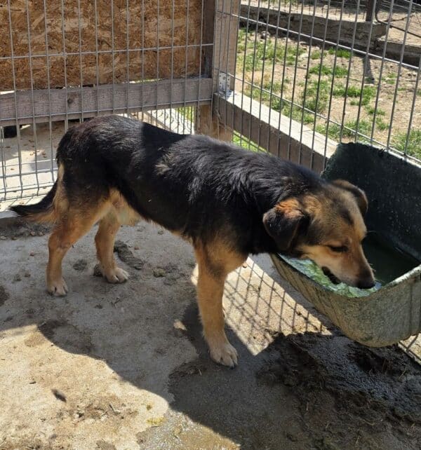 FRODI (♂) - Beissopfer (06/25) – Bild 3