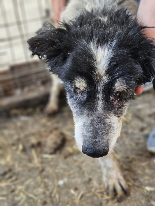 STUBSL (♂) - Notfall - blind, viel zu dünn (06/25) - reist als GPH Hund auf PDR PS (C&S) – Bild 3