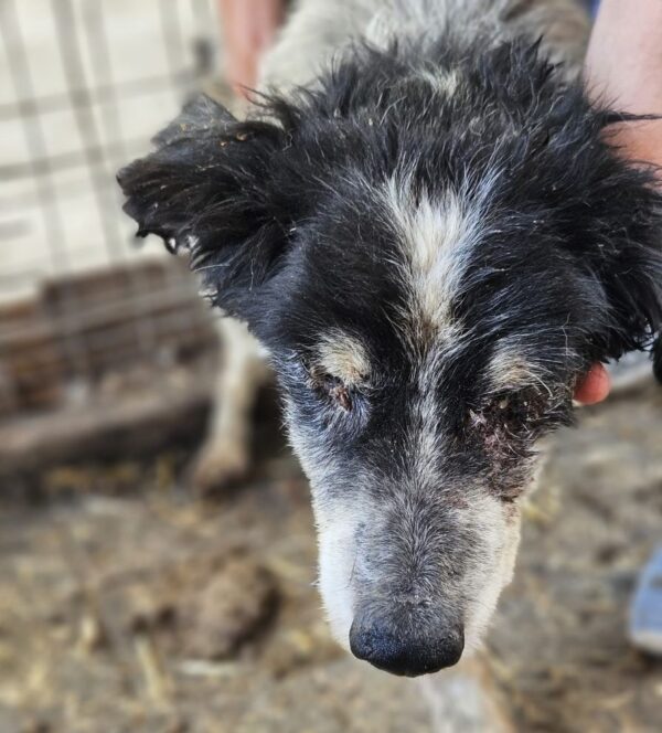 STUBSL (♂) - Notfall - blind, viel zu dünn (06/25) - reist als GPH Hund auf PDR PS (C&S)