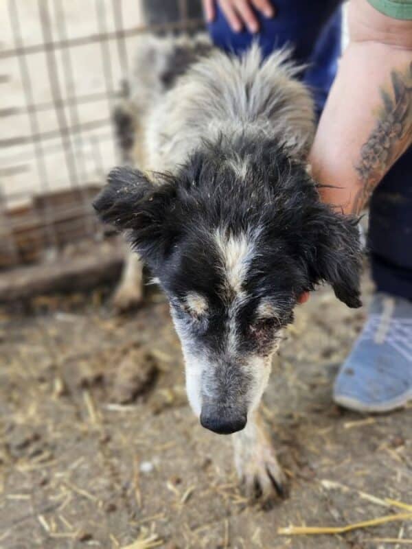 STUBSL (♂) - Notfall - blind, viel zu dünn (06/25) - reist als GPH Hund auf PDR PS (C&S) – Bild 2
