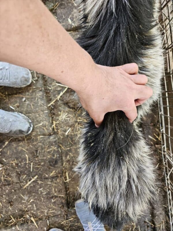 STUBSL (♂) - Notfall - blind, viel zu dünn (06/25) - reist als GPH Hund auf PDR PS (C&S) – Bild 4