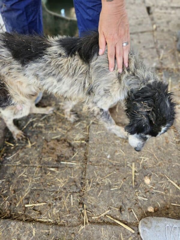 STUBSL (♂) - Notfall - blind, viel zu dünn (06/25) - reist als GPH Hund auf PDR PS (C&S) – Bild 5