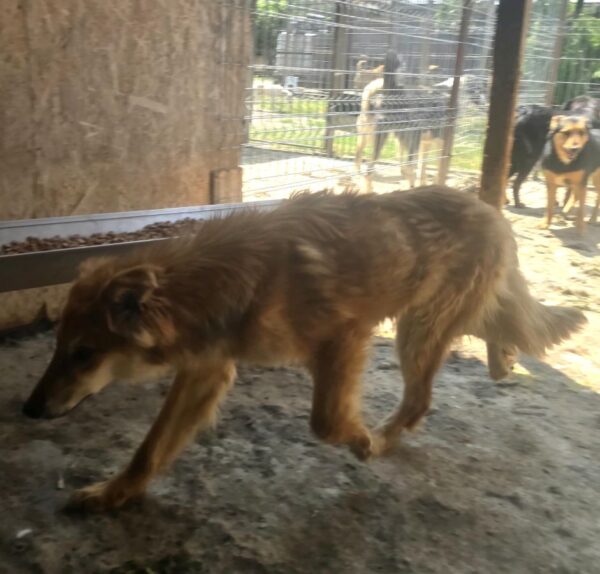 CAMINO (♂) - Notfall - total abgemagert - Beissopfer (06/25) - reserviert TH Islerohn (AL 22.06.) – Bild 7