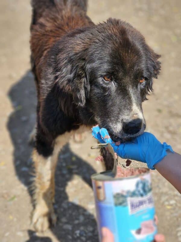 LISANNE (♀) - Mammatumore, auffälliges Gangbild- reserviert reist als GPH Hund auf PDR PS (GC 21.06.) – Bild 2