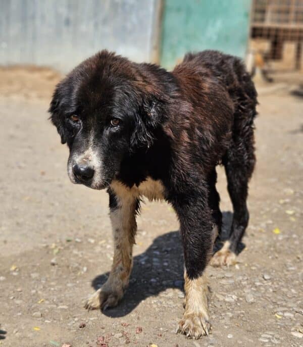 LISANNE (♀) - Mammatumore, auffälliges Gangbild- reserviert reist als GPH Hund auf PDR PS (GC 21.06.)