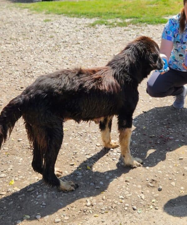 LISANNE (♀) - Mammatumore, auffälliges Gangbild- reserviert reist als GPH Hund auf PDR PS (GC 21.06.) – Bild 3