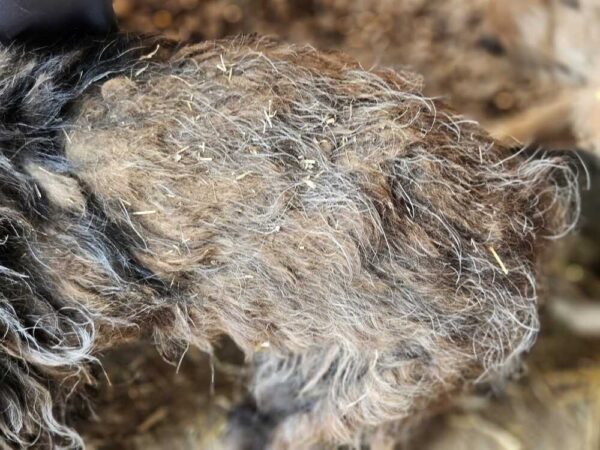 WHOPPI (♀) - reserviert Tierhilfe Lebenswert (AM 24.06.) – Bild 4