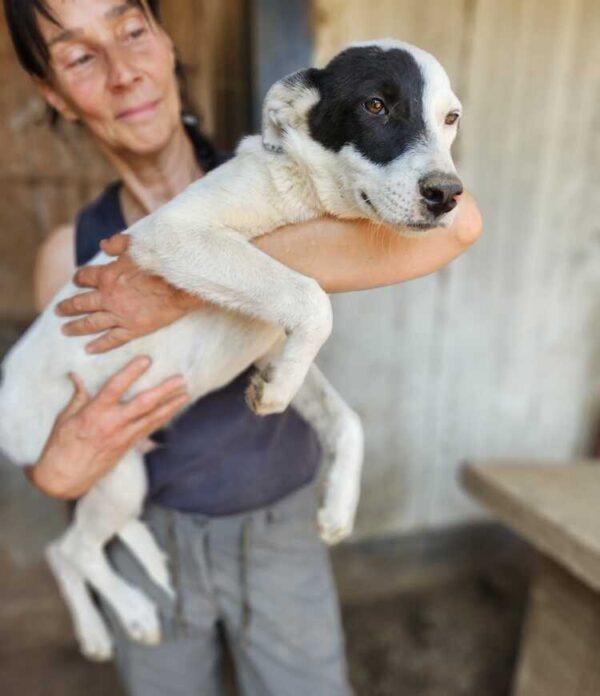 MICKY (♂) – Bild 4