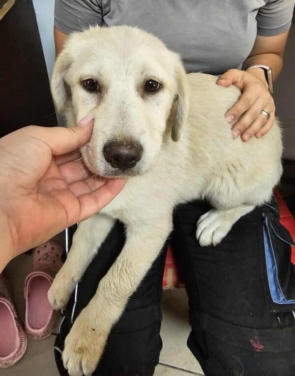 LAYLA (♀) – Bild 2