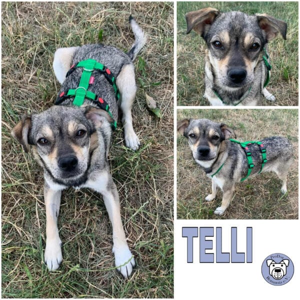 TELLI (♀) 55595 Gebroth – Bild 2