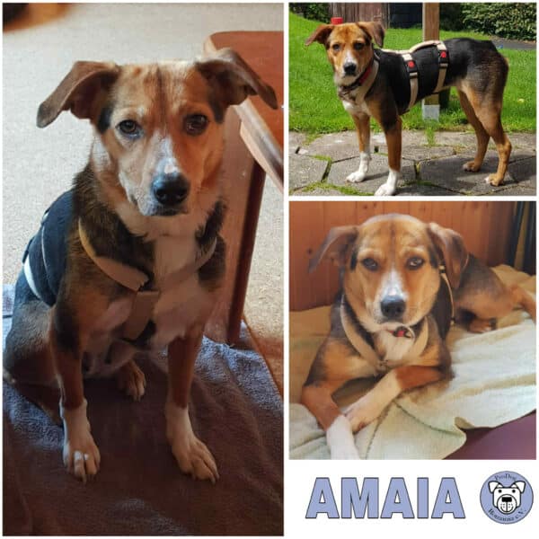 Amaia (♀) in 24811 Brekendorf