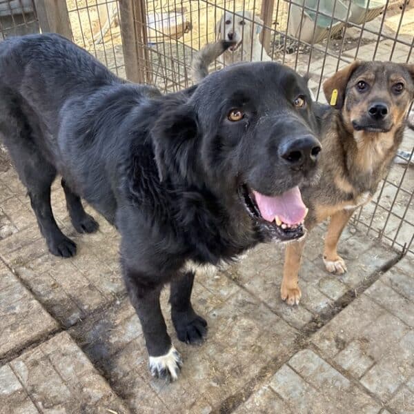 LUCINO (♂) – Bild 4