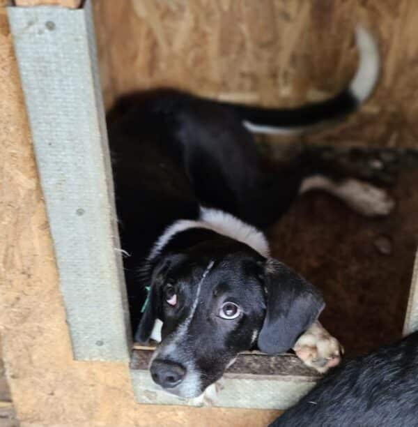 LUAN (♂) - seel. Notfall - hat es in seinem Kennel nicht leicht – Bild 4