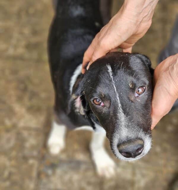 LUAN (♂) - seel. Notfall - hat es in seinem Kennel nicht leicht