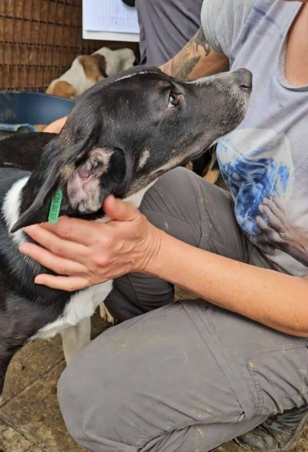 LUAN (♂) - seel. Notfall - hat es in seinem Kennel nicht leicht – Bild 3