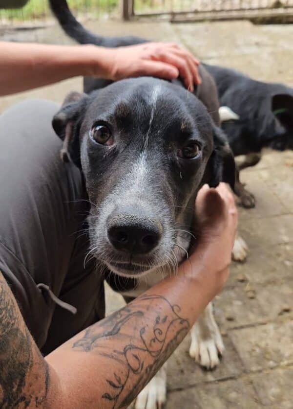 LUAN (♂) - seel. Notfall - hat es in seinem Kennel nicht leicht – Bild 2