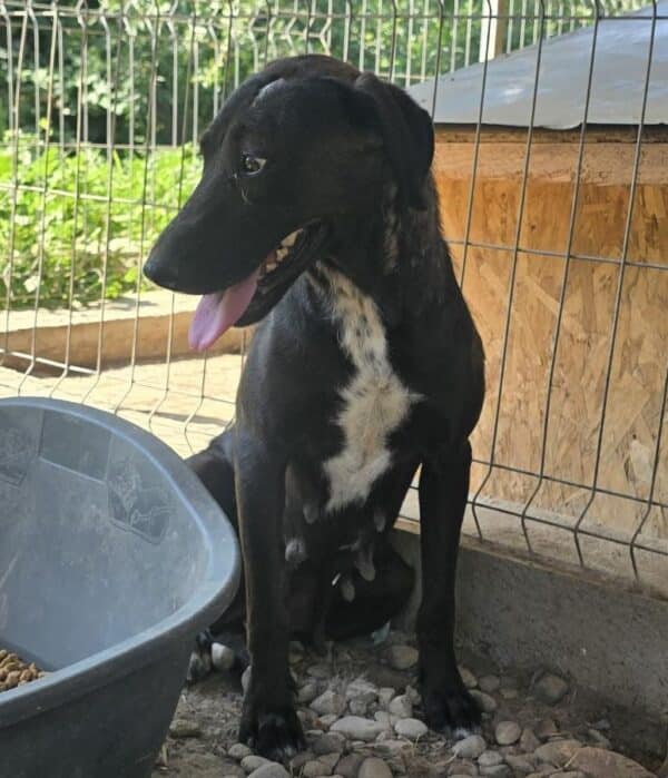 DILAY (♀) – Bild 3