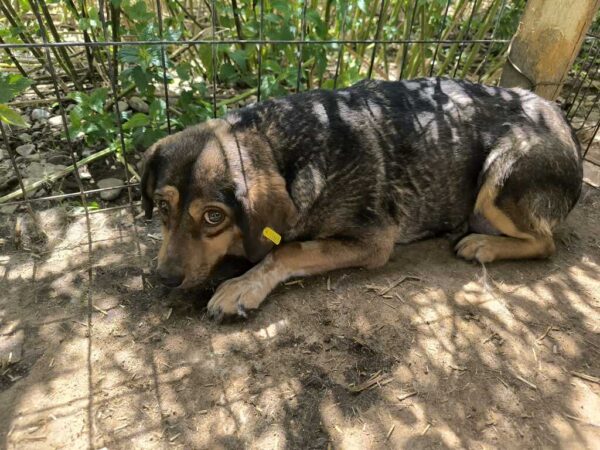 GUAPA (♀) – Bild 2