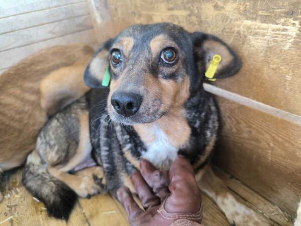 GUAPA (♀) – Bild 3