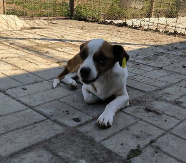 PEPE (♂︎) – Bild 2