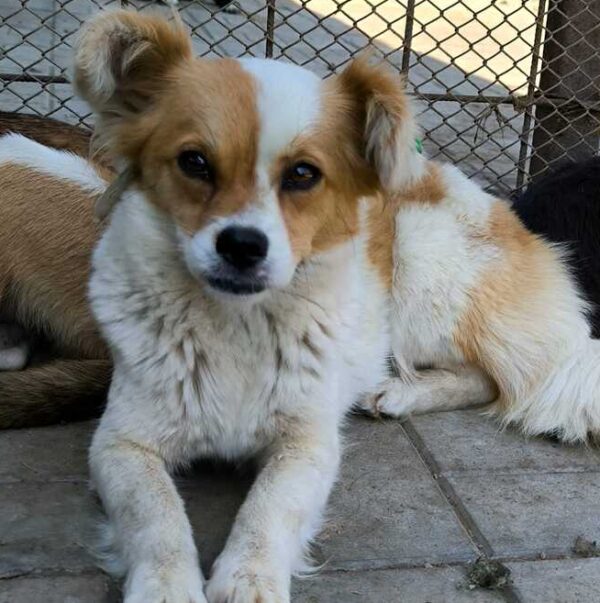 HOPE-AMALIA (♀) - reserviert TST (SAS 04.08.)