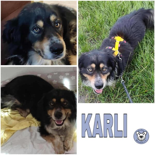 KARLI (♂) in 27726 Worpswede