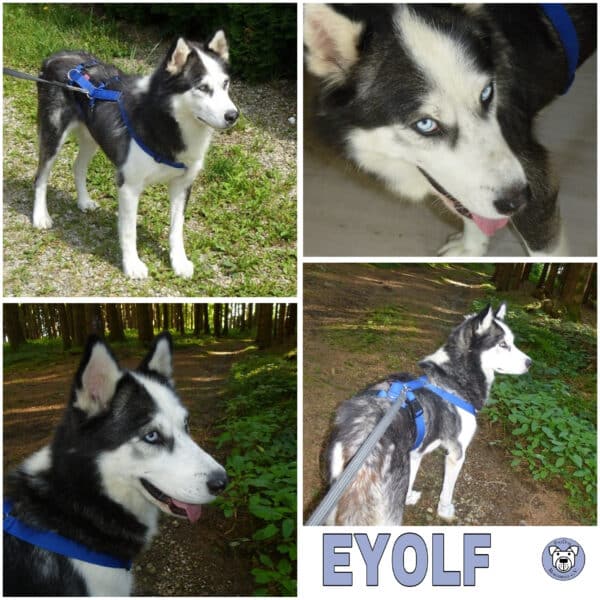 EYOLF(♂) in 87730 Bad Grönenbach