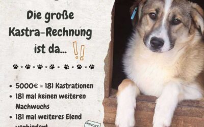 🐾 Spendenaufruf für Kastrationen – wir brauchen dringend eure Hilfe! 🐾