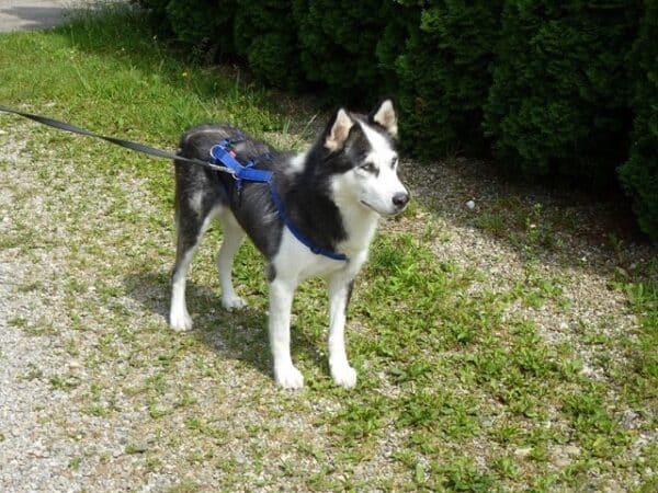 EYOLF(♂) in 87730 Bad Grönenbach – Bild 6