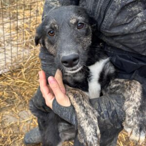 PAMINA (♀)- reserviert- reist auf PDR PS im Bereich 82 (11/07NU)