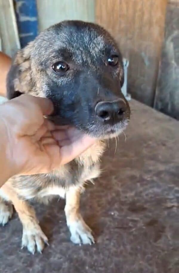 RUNA (♀) - hat es als Kleinste in ihrem Kennel nicht leicht – Bild 2