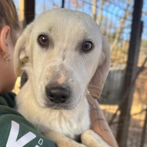 COSY (♀) - sollte dringend ausreisen, bereits unsicher!