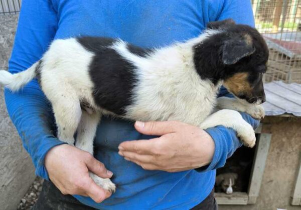 UZURI (♂) - reserviert Tierhilfe Lebenswert DR 19.08.2025 – Bild 3