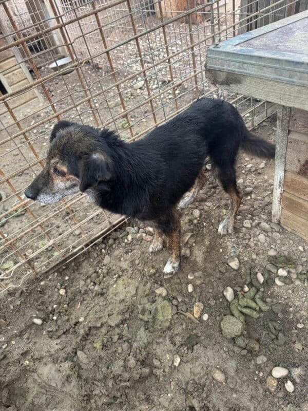 SEVERIN (♂︎) - Notfall - klapperdürr, kommt nicht ans Futter, dringend Platz gesucht (09/25) - reserviert LS (29.9) – Bild 3