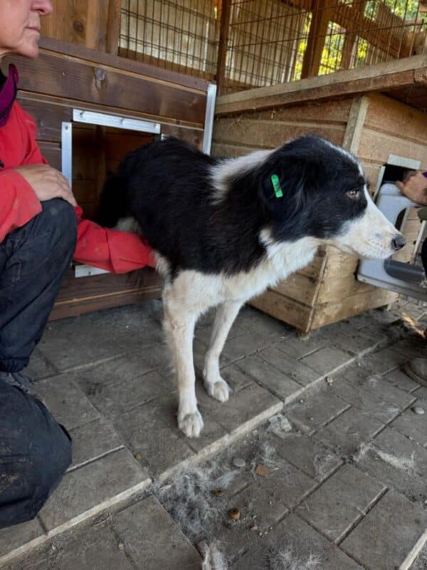 MIMMIE (♀) – Bild 3