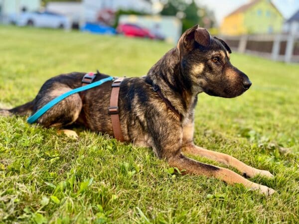 UYA (♀) in 08058 Zwickau – Bild 4