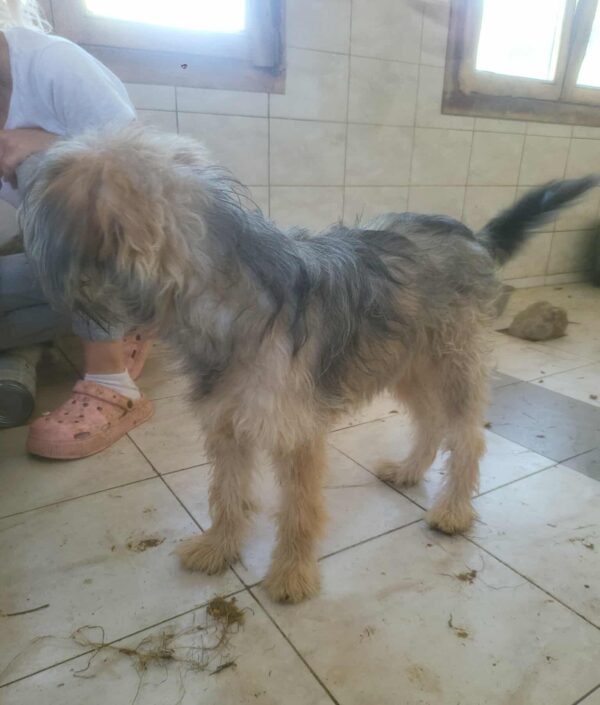 CENNI (♂) – Bild 3