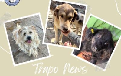 🐾🚐✨ Transport am 05.09.2025 – unsere Hunde sind auf dem Weg ins Glück!