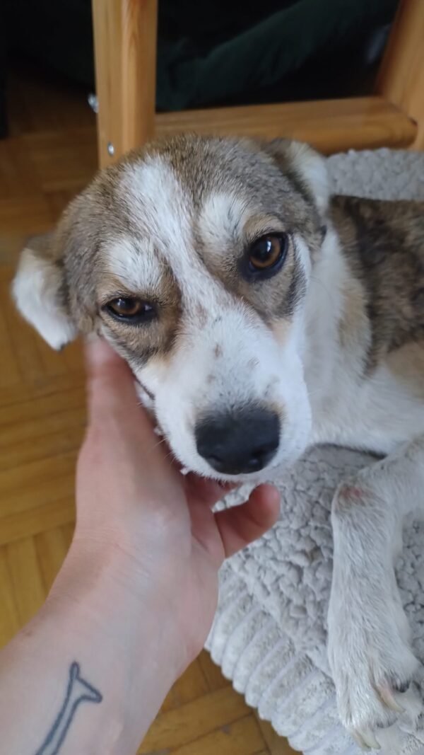 CARISA (♀) in 46539 Dinslaken – Bild 9