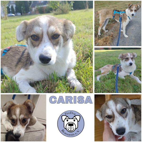 CARISA (♀) in 46539 Dinslaken